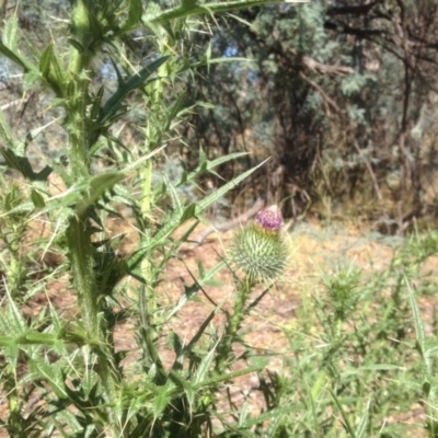 Cirsium vulgare (Spear Thistle) at Isaacs Ridge and Nearby - 14 Jan 2016 by Mike