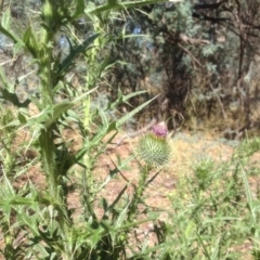Cirsium vulgare (Spear Thistle) at Isaacs Ridge Offset Area - 14 Jan 2016 by Mike