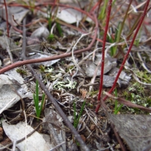 Diuris chryseopsis at Belconnen, ACT - 18 Apr 2015