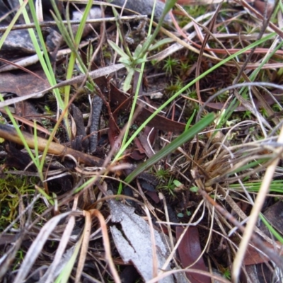 Calochilus platychilus (Purple Beard Orchid) at Cook, ACT - 18 Apr 2015 by CathB