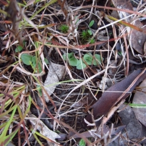 Diplodium truncatum at Belconnen, ACT - 18 Apr 2015