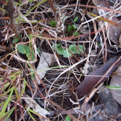 Diplodium truncatum (Little Dumpies, Brittle Greenhood) at Belconnen, ACT - 18 Apr 2015 by CathB