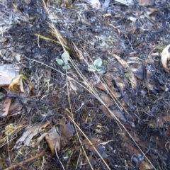 Diplodium truncatum (Little Dumpies, Brittle Greenhood) at Mount Painter - 16 Apr 2014 by CathB