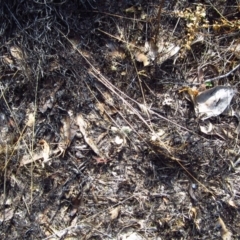 Diplodium truncatum (Little Dumpies, Brittle Greenhood) at Belconnen, ACT - 18 Apr 2014 by CathB