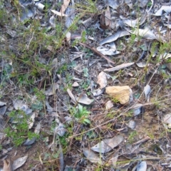 Diplodium truncatum (Little Dumpies, Brittle Greenhood) at Belconnen, ACT - 11 May 2015 by CathB