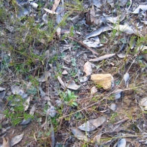 Diplodium truncatum at Belconnen, ACT - suppressed