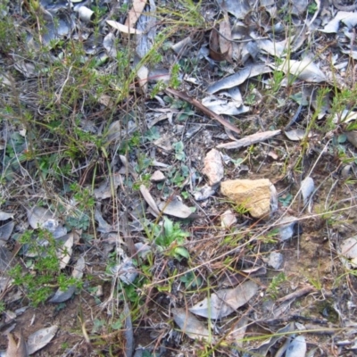 Diplodium truncatum (Little Dumpies, Brittle Greenhood) at Mount Painter - 11 May 2015 by CathB