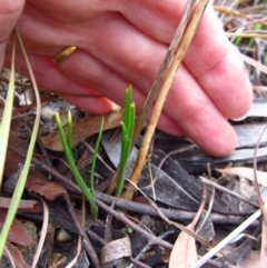 Diuris nigromontana (Black Mountain Leopard Orchid) at Cook, ACT - 18 Apr 2015 by CathB