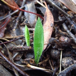 Glossodia major at Cook, ACT - suppressed