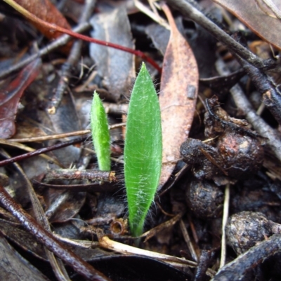 Glossodia major (Wax Lip Orchid) at Cook, ACT - 18 Apr 2015 by CathB