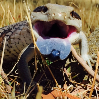 Tiliqua scincoides scincoides (Eastern Blue-tongue) at QPRC LGA - 19 Jan 2016 by Wandiyali