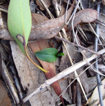 Pterostylis pedunculata (Maroonhood) at Cook, ACT - 10 Apr 2015 by CathB