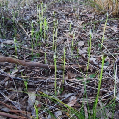 Pterostylis pedunculata (Maroonhood) at Cook, ACT - 16 Sep 2015 by CathB