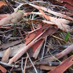 Thelymitra brevifolia (Short-leaf Sun Orchid) at Cook, ACT - 18 Apr 2015 by CathB