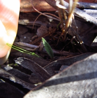 Caladenia atrovespa (Green-comb Spider Orchid) at Cook, ACT - 27 Apr 2015 by CathB