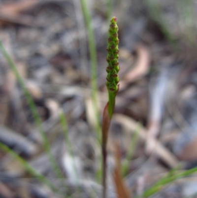 Corunastylis clivicola (Rufous midge orchid) at Cook, ACT - 26 Jan 2015 by CathB