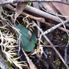 Acianthus collinus at Aranda, ACT - 5 Apr 2014