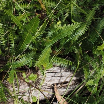 Blechnum penna-marina (Alpine Water Fern) at Tennent, ACT - 16 Jan 2016 by KenT
