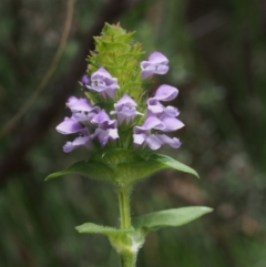 Prunella vulgaris (Self-heal, Heal All) at Namadgi National Park - 16 Jan 2016 by KenT