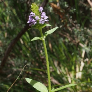 Prunella vulgaris at Tennent, ACT - 16 Jan 2016 11:08 AM