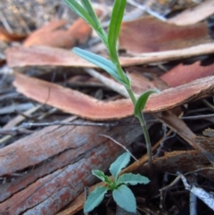 Bunochilus umbrinus (Broad-sepaled Leafy Greenhood) at Aranda, ACT - 27 Apr 2015 by CathB