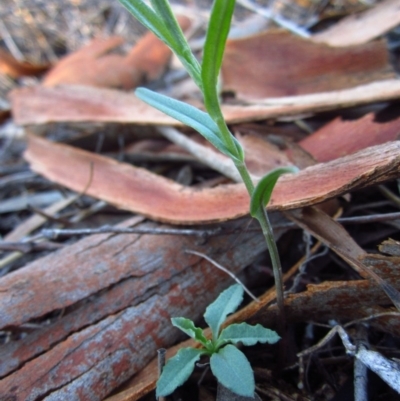 Bunochilus umbrinus (Broad-sepaled Leafy Greenhood) at Aranda Bushland - 27 Apr 2015 by CathB