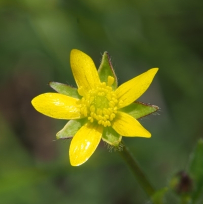 Ranunculus scapiger at Namadgi National Park - 16 Jan 2016 by KenT