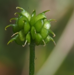 Ranunculus scapiger at Tennent, ACT - 16 Jan 2016