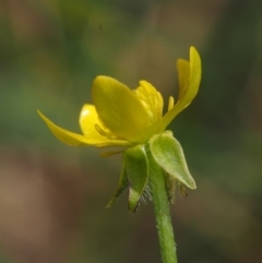 Ranunculus scapiger at Tennent, ACT - 16 Jan 2016 12:19 PM