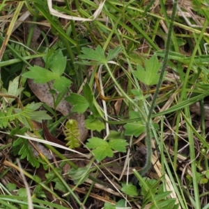 Ranunculus scapiger at Tennent, ACT - 16 Jan 2016