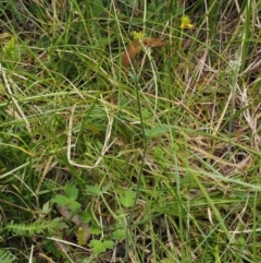 Ranunculus scapiger at Tennent, ACT - 16 Jan 2016 12:19 PM