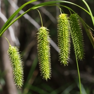 Carex fascicularis at Tennent, ACT - 16 Jan 2016 11:25 AM