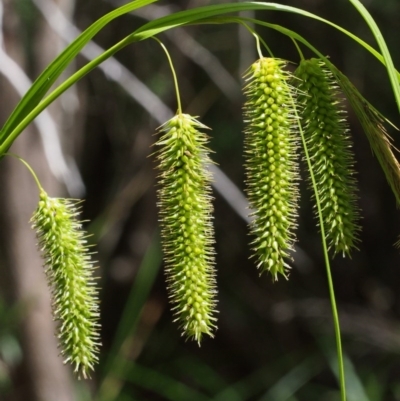 Carex fascicularis (Tassel Sedge) at Tennent, ACT - 16 Jan 2016 by KenT