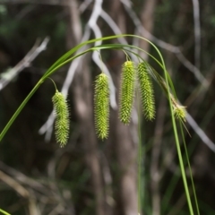 Carex fascicularis at Tennent, ACT - 16 Jan 2016 11:25 AM