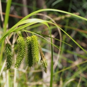 Carex fascicularis at Tennent, ACT - 16 Jan 2016