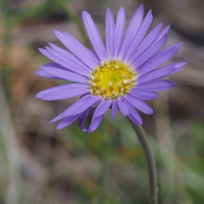 Brachyscome spathulata (Coarse Daisy, Spoon-leaved Daisy) at Tennent, ACT - 16 Jan 2016 by KenT