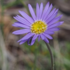 Brachyscome spathulata (Coarse Daisy, Spoon-leaved Daisy) at Tennent, ACT - 16 Jan 2016 by KenT