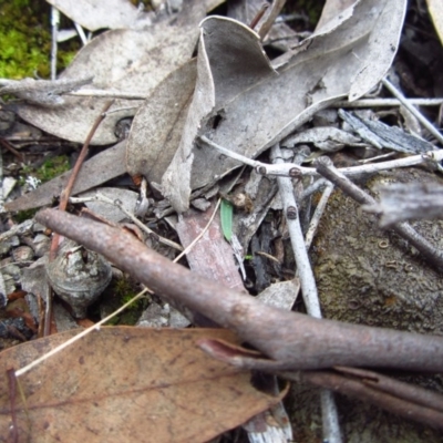 Cyanicula caerulea (Blue Fingers, Blue Fairies) at Aranda Bushland - 22 Apr 2015 by CathB