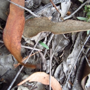 Cyanicula caerulea at Point 3852 - 22 Apr 2015