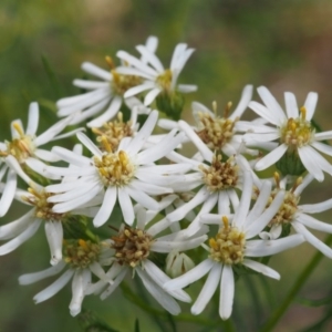 Olearia glandulosa at Tennent, ACT - 16 Jan 2016