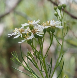 Olearia glandulosa at Tennent, ACT - 16 Jan 2016