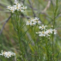 Olearia glandulosa at Tennent, ACT - 16 Jan 2016