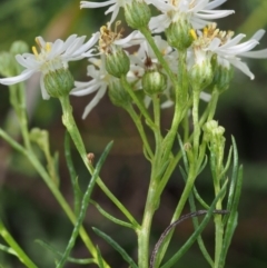 Olearia glandulosa at Tennent, ACT - 16 Jan 2016