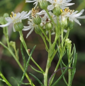 Olearia glandulosa at Tennent, ACT - 16 Jan 2016