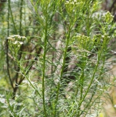 Olearia glandulosa at Tennent, ACT - 16 Jan 2016