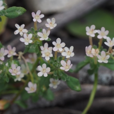 Poranthera microphylla (Small Poranthera) at Cotter River, ACT - 18 Jan 2016 by KenT