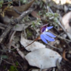 Cyanicula caerulea (Blue Fingers, Blue Fairies) at Aranda Bushland - 5 Sep 2015 by CathB