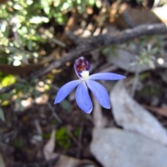 Cyanicula caerulea at Point 3852 - suppressed