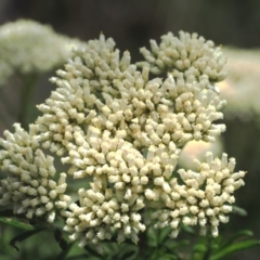 Cassinia aculeata subsp. aculeata (Dolly Bush, Common Cassinia, Dogwood) at Namadgi National Park - 18 Jan 2016 by KenT