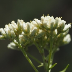 Cassinia aculeata subsp. aculeata at Cotter River, ACT - 18 Jan 2016 12:50 PM